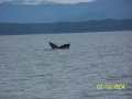 Whales